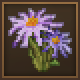 aster